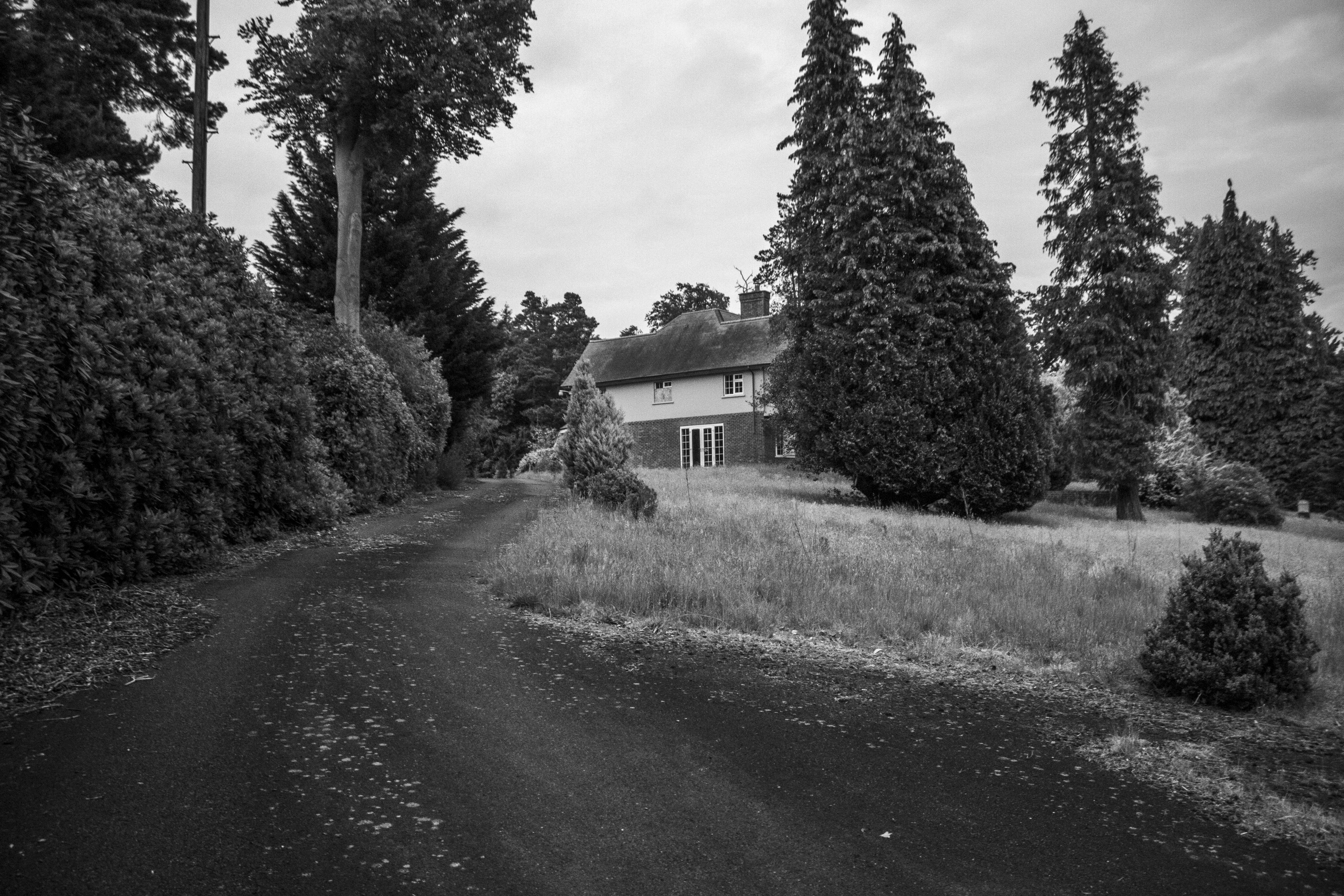 Le Selva driveway and evergreen screen