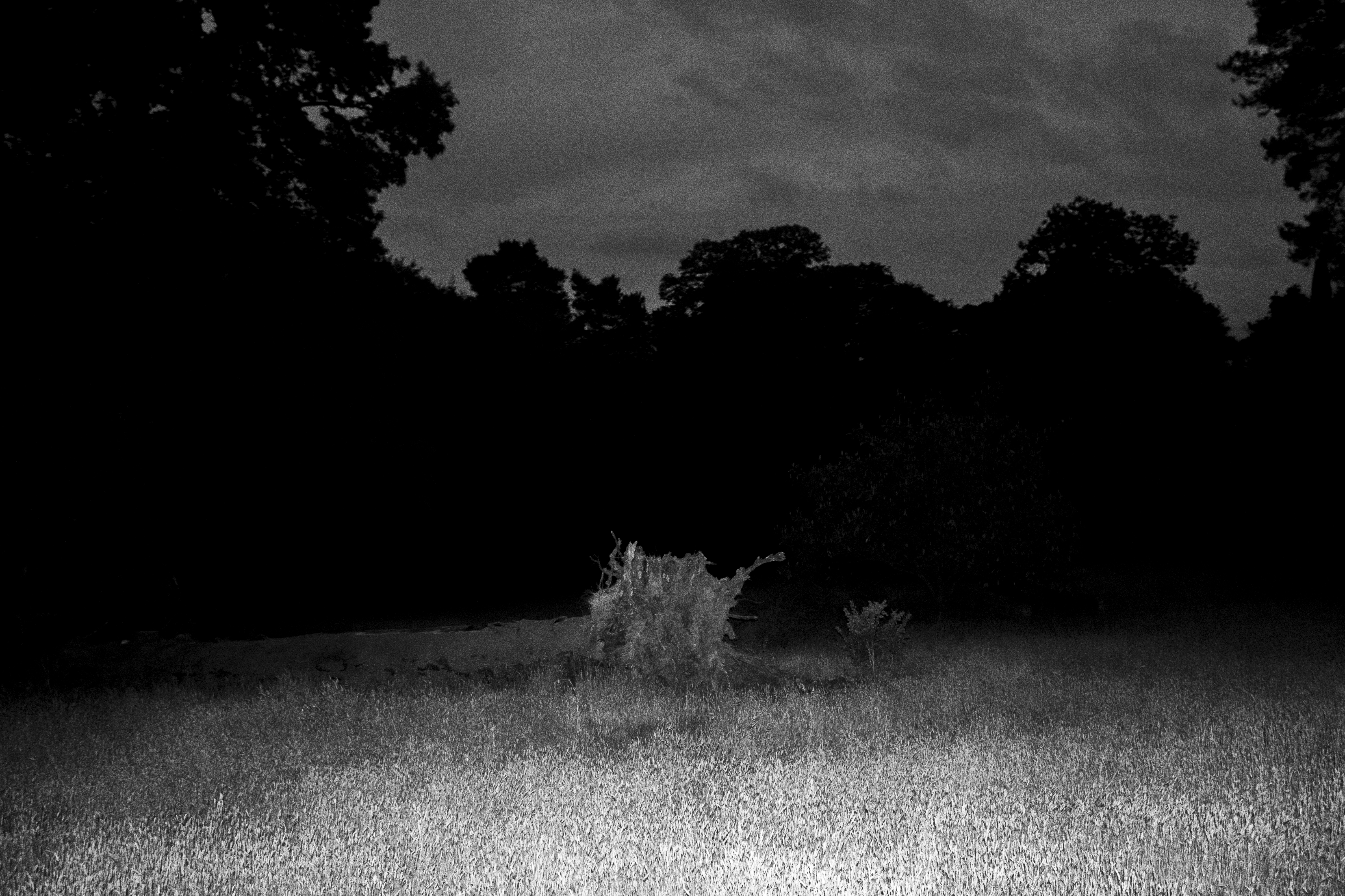 Fallen tree stump in wild grass