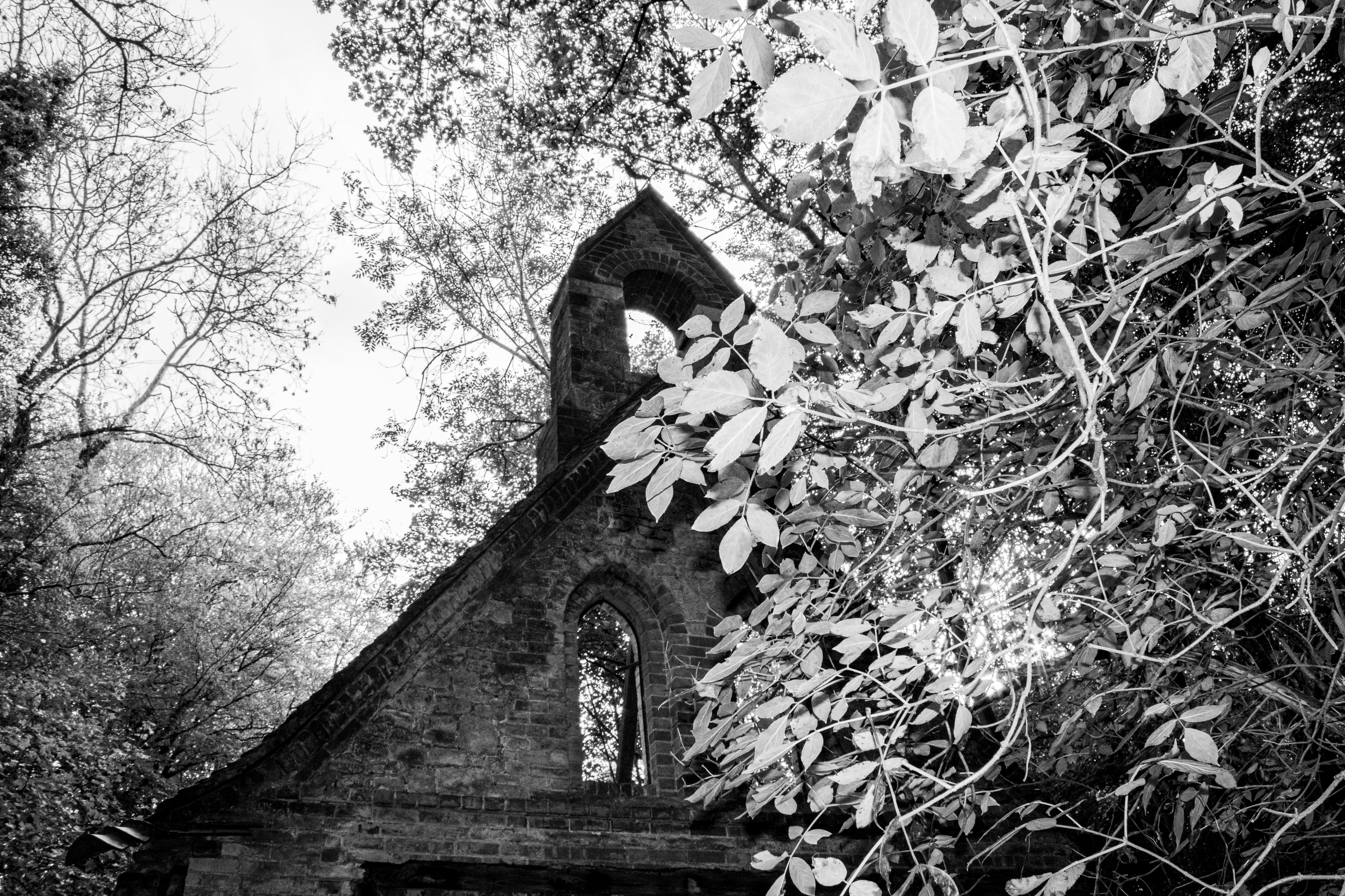 Interior flint arch and ivy creeping through window